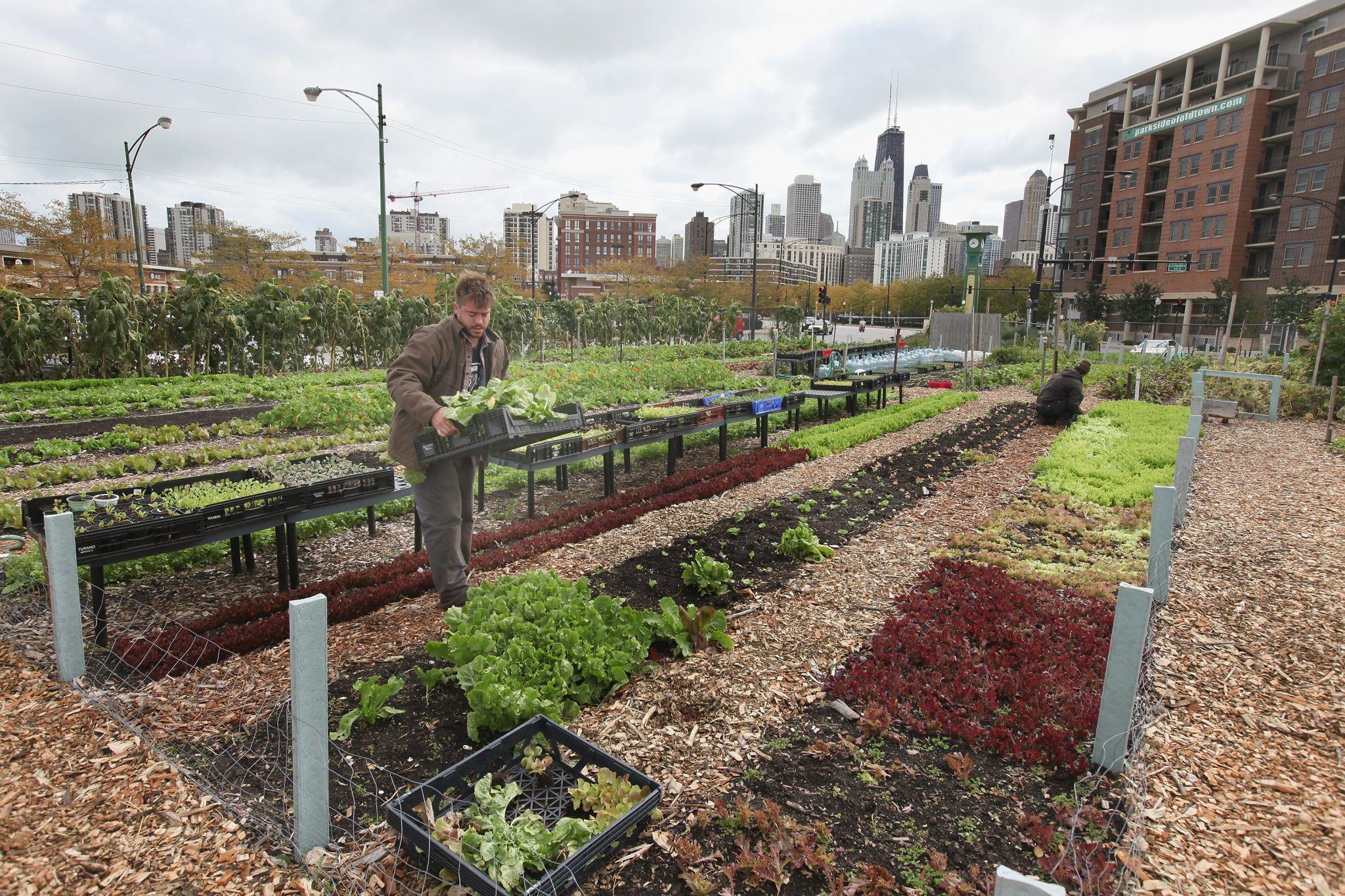 Urban Farming Alleviating The World's Food Dilemma One Community At A Time CITI I/O
